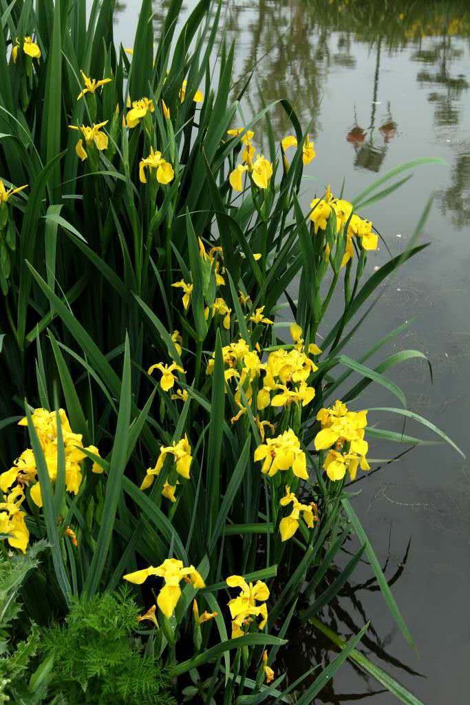 長沙東日園林工程有限公司,長沙園林綠化工程,長沙綠化養護管理 長沙東日園林工程有限公司,長沙園林綠化工程,長沙綠化養護管理
